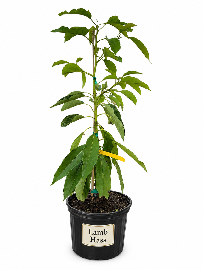 Grafted Lamb Hass Avocado Tree