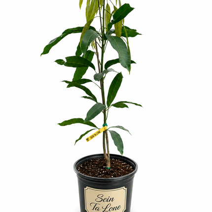 Grafted Sein Ta Lone (Guava) Mango Tree