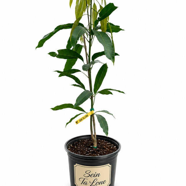 Grafted Sein Ta Lone (Guava) Mango Tree