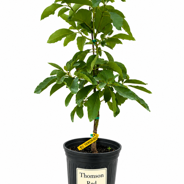 Grafted Thompson Red Avocado Tree