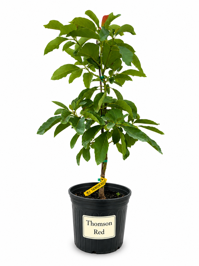 Grafted Thompson Red Avocado Tree