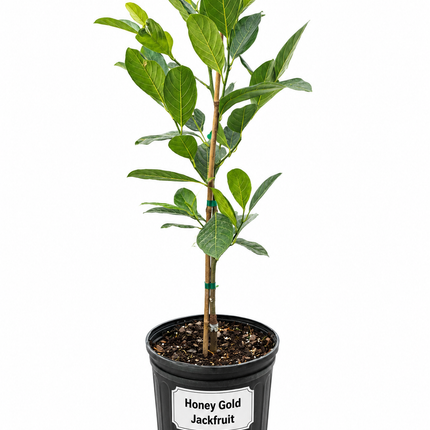 Grafted Honey Gold Jackfruit Tree