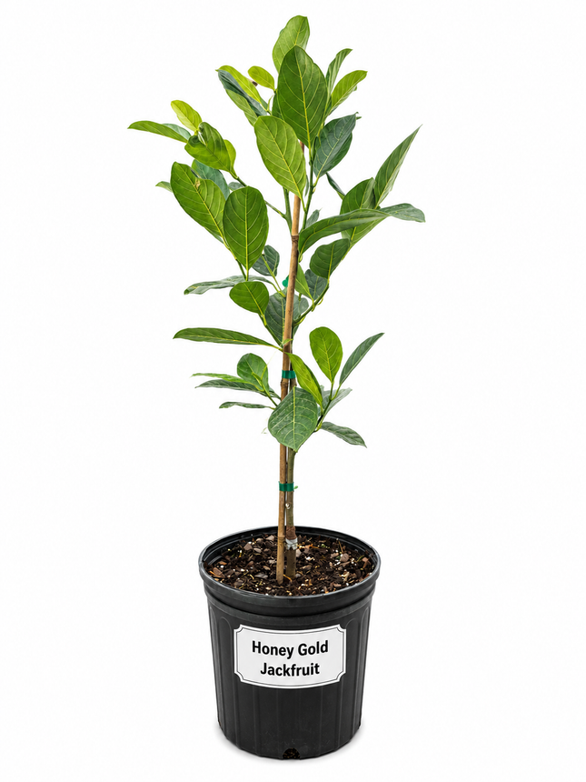 Grafted Honey Gold Jackfruit Tree