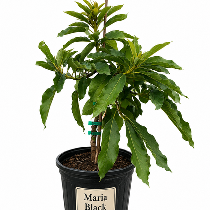 Grafted Maria Black Avocado Tree