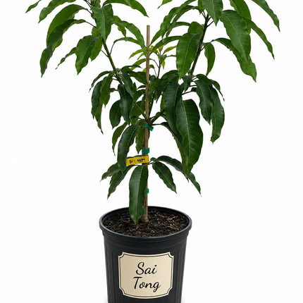 Grafted Sai Tong Mango Tree (Golden Nam Doc Mai Mango)