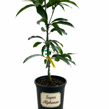 Grafted Super Alphonso Mango Tree