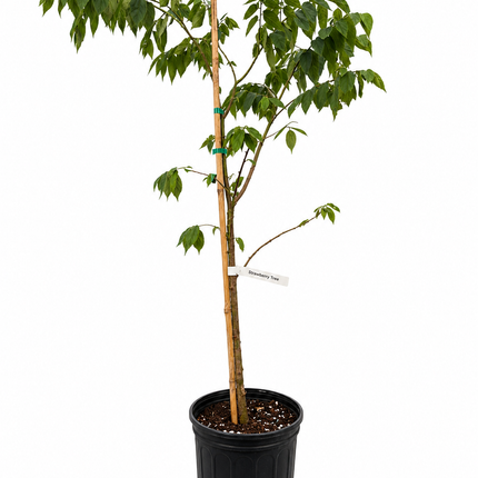 Air-layered Jamaican Strawberry Tree