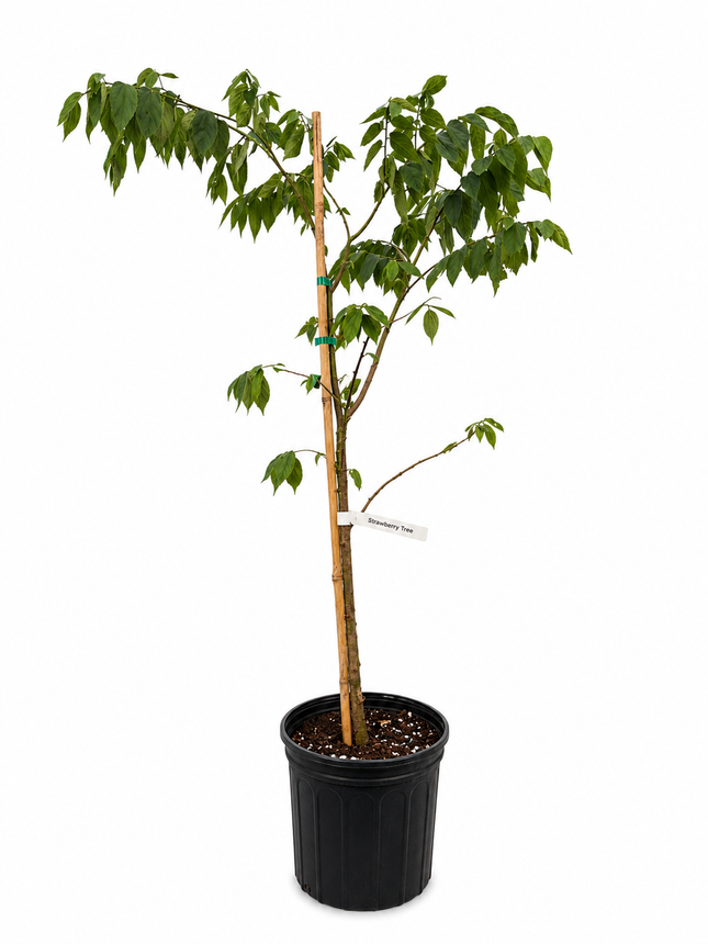 Air-layered Jamaican Strawberry Tree