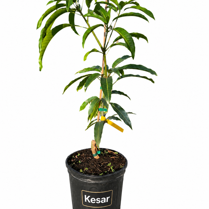 Grafted Kesar Mango Tree