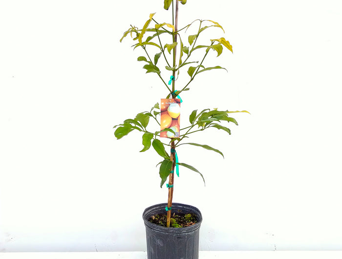 <h2>Yen's Garden<br/>Fruit Trees & Ornamental Plants </h2>