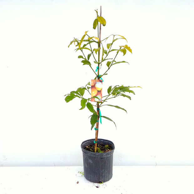 Banner image for: <h2>Variety of Fruit Trees</h2>
