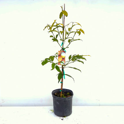 Air-layered Achacha Fruit Tree