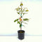 Achacha Tree