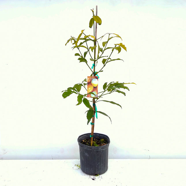Air-layered Achacha Fruit Tree