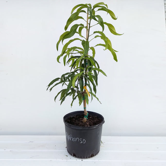 Grafted Alphonso Mango Tree