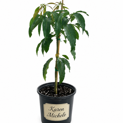 Grafted Karen Michelle Mango Tree