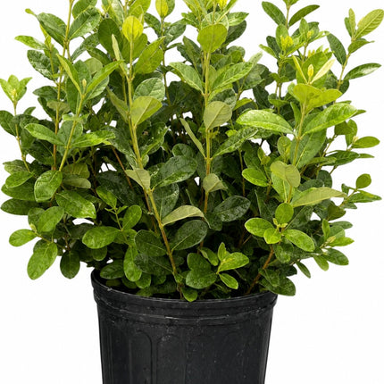 Air-layered Pineapple Guava Tree