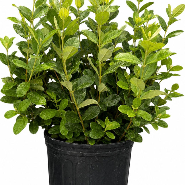 Air-layered Pineapple Guava Tree