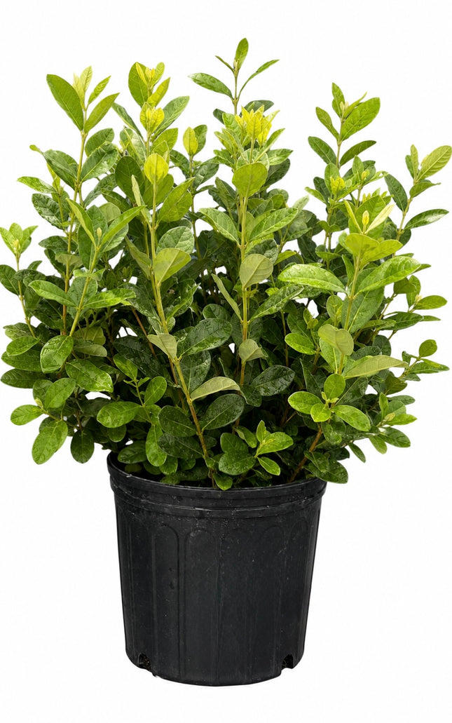 Air-layered Pineapple Guava Tree