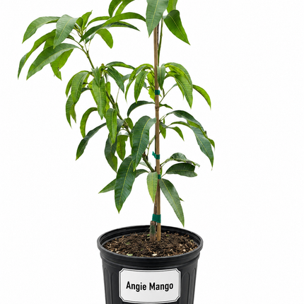 Grafted Angie Mango Tree
