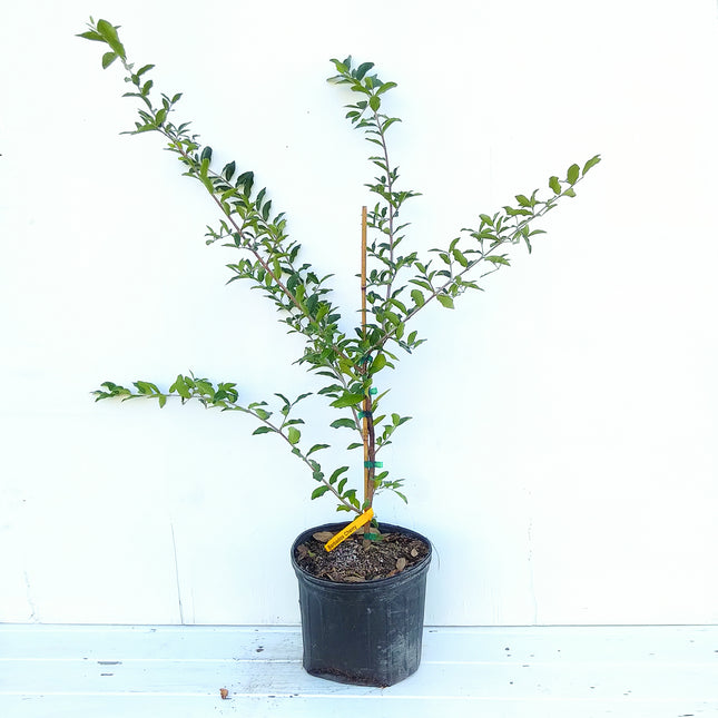 Air-layered Barbados Cherry Tree
