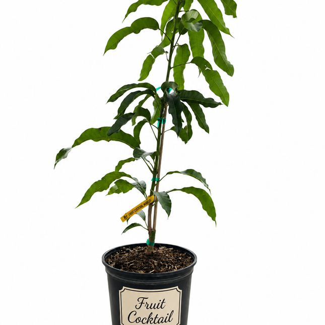 Grafted Fruit Cocktail Mango Tree