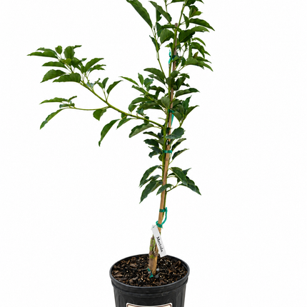 Grafted Mexicola Avocado Tree