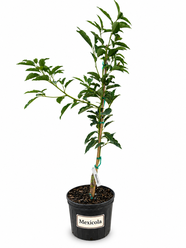 Grafted Mexicola Avocado Tree