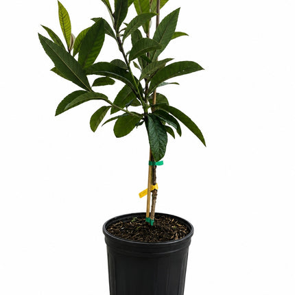 Grafted Champagne Loquat (Japanese Plum) Trees