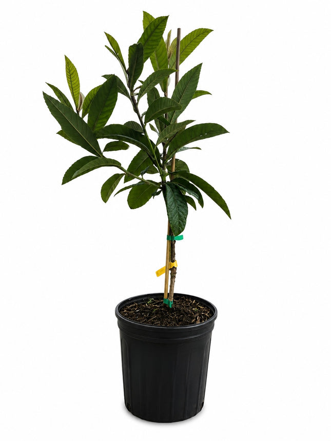 Grafted Champagne Loquat (Japanese Plum) Trees