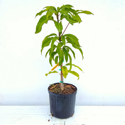 Grafted Carrie Mango Tree