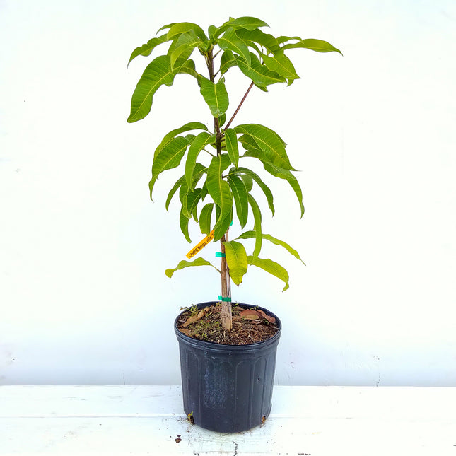 Grafted Carrie Mango Tree