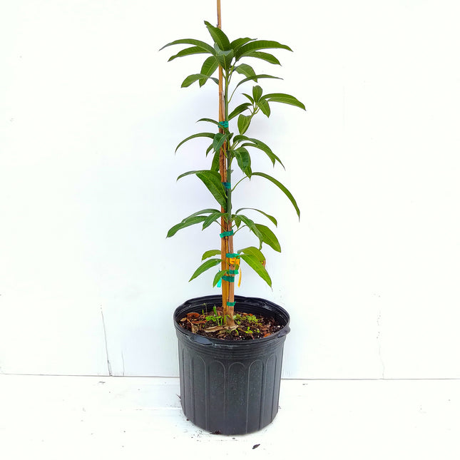 Grafted Cat Saigon Mango Tree
