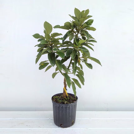 Grafted Catalina Avocado Tree