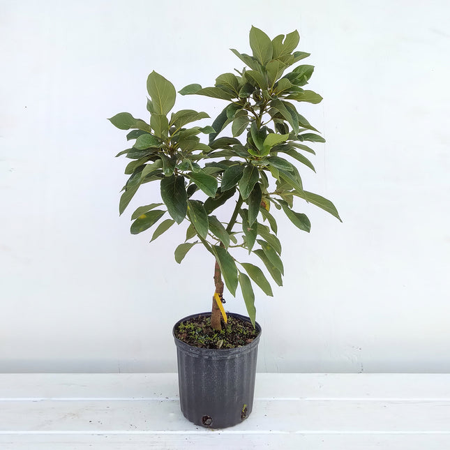 Grafted Catalina Avocado Tree