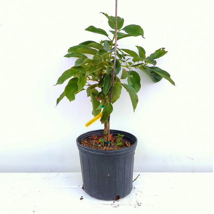 Grafted Choquette Avocado Tree