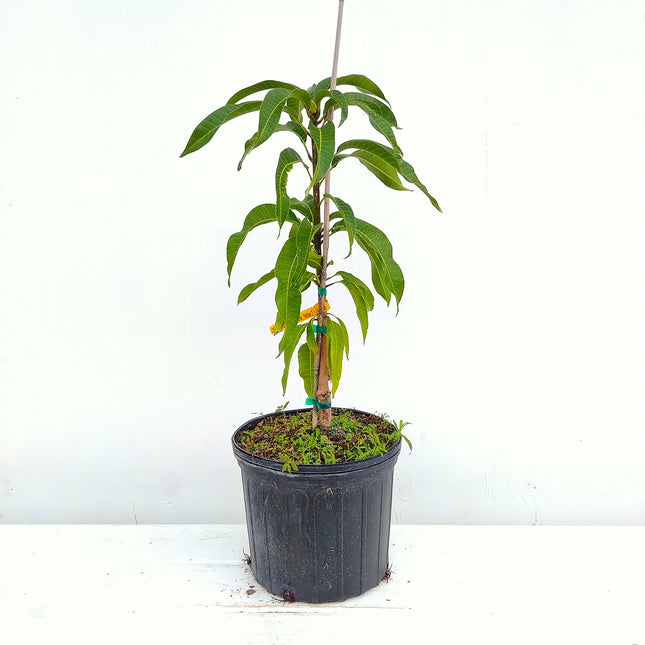 Grafted Coconut Cream Mango Tree