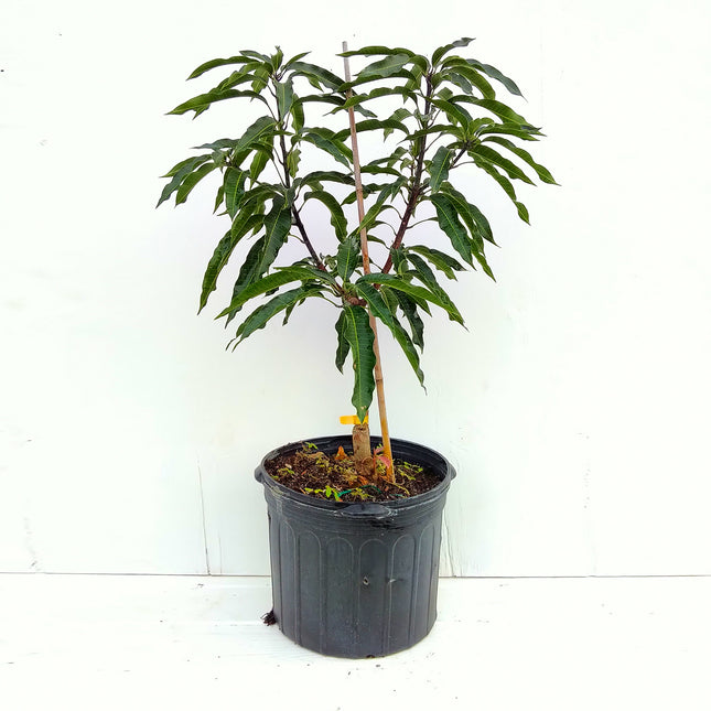 Grafted Cogshall Mango Tree