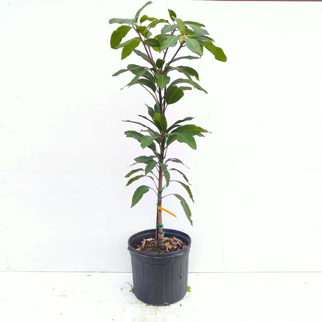 Grafted Cotton Candy Mango Tree