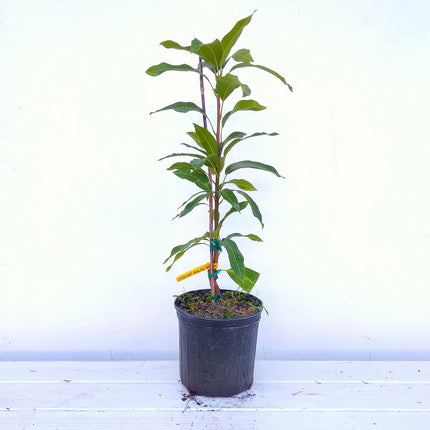 Grafted Cotton Candy Mango Tree