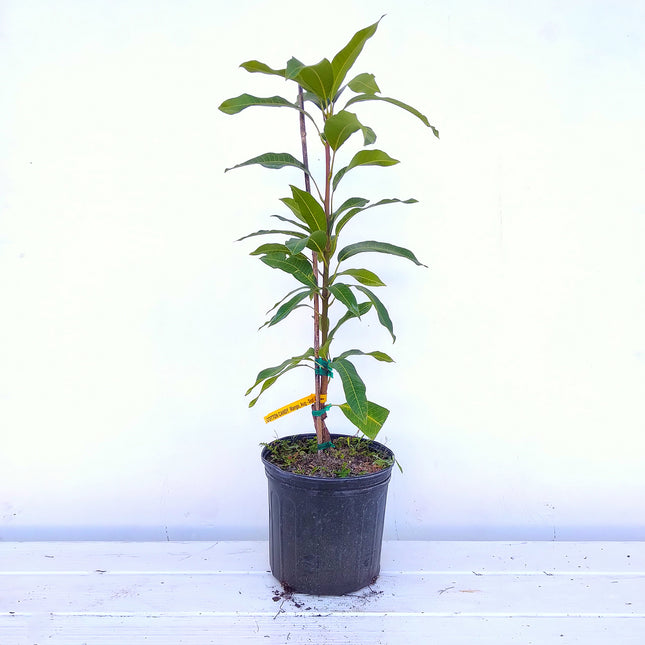 Grafted Cotton Candy Mango Tree