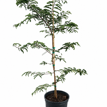 Air-layered Thai Sweet Tamarind Tree
