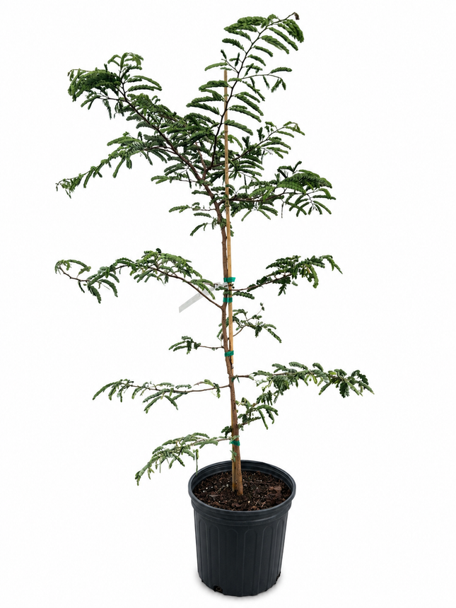 Air-layered Thai Sweet Tamarind Tree