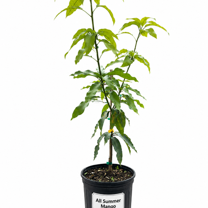 Grafted All Summer Mango Tree