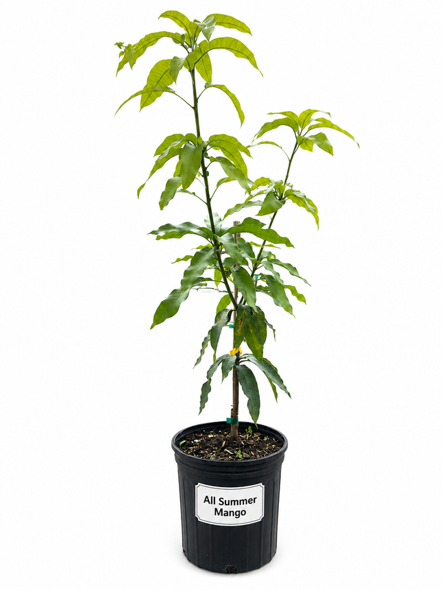 Grafted All Summer Mango Tree