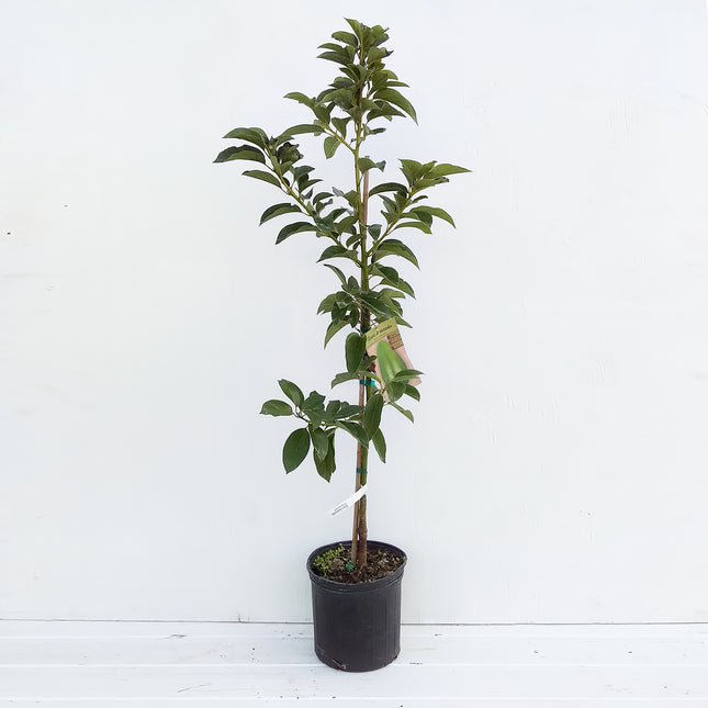 Doni Avocado Grafted Fruit Tree