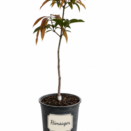Grafted Himsagar Mango Trees