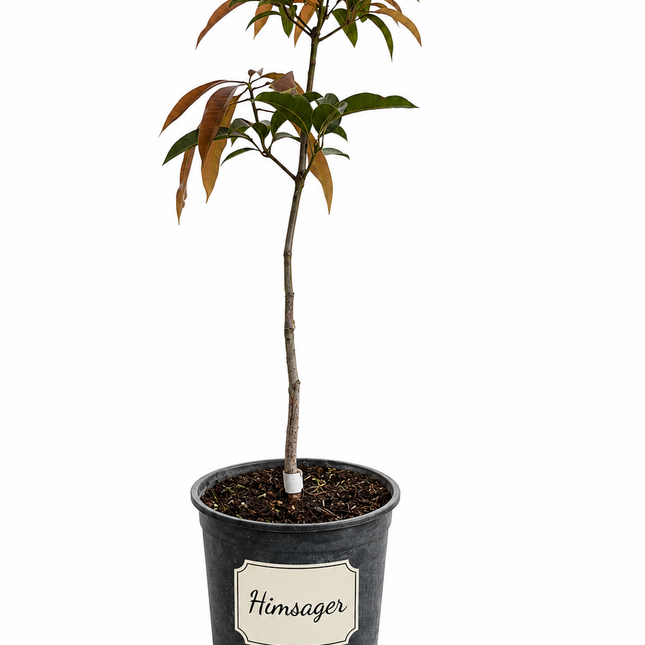 Grafted Himsagar Mango Trees