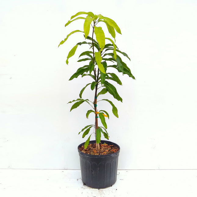 Grafted East Indian Mango Tree