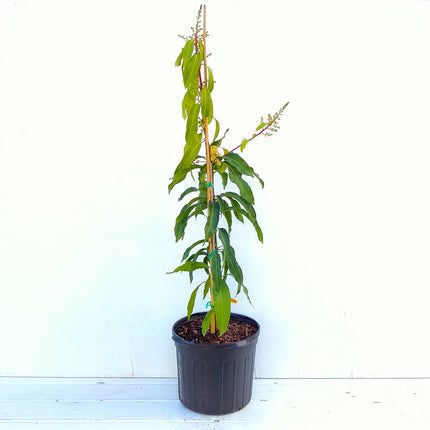 Grafted Edward Mango Tree